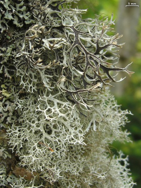 Pseudevernia cladonia