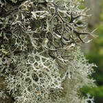Pseudevernia cladonia