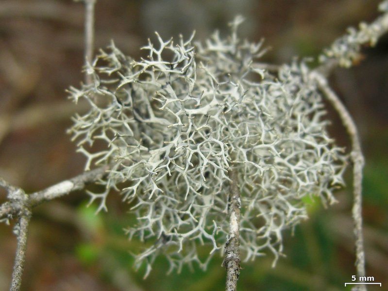 Pseudevernia cladonia