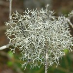 Pseudevernia cladonia