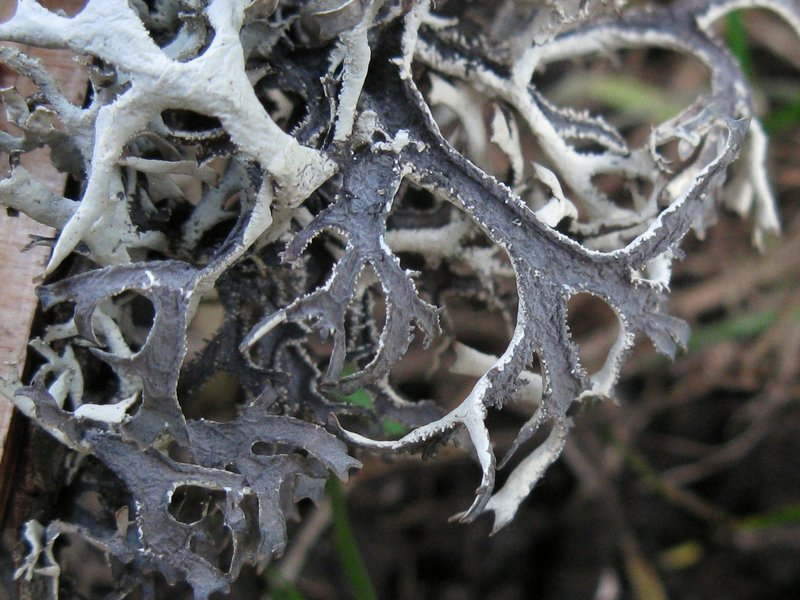 Pseudevernia consocians