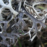 Pseudevernia consocians