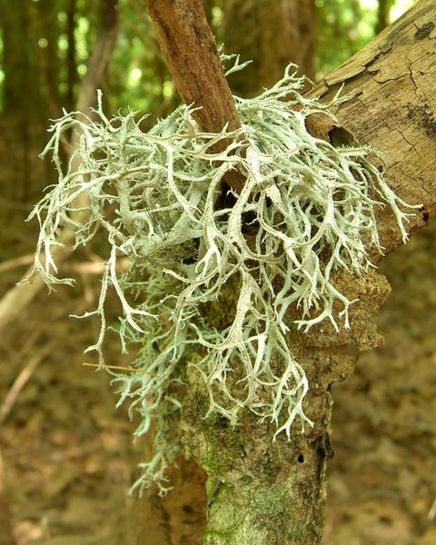 Pseudevernia consocians