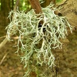 Pseudevernia consocians