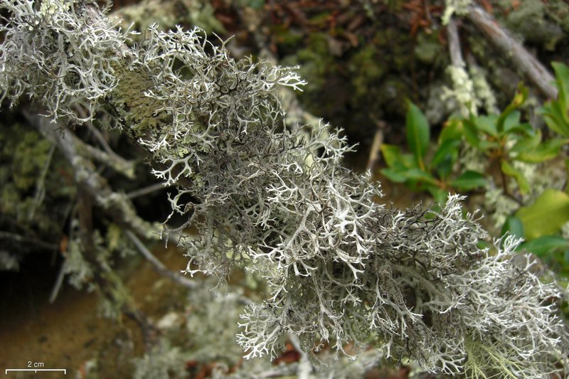 Pseudevernia consocians