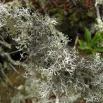 Pseudevernia consocians