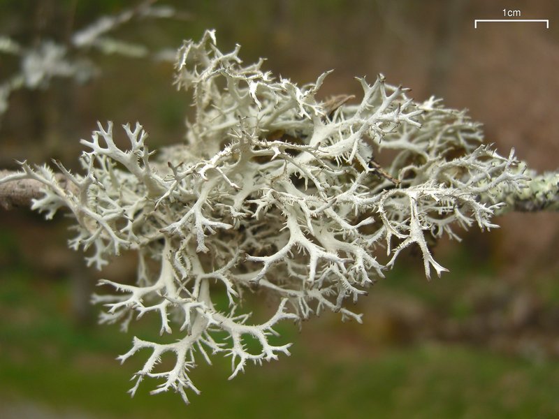 Pseudevernia consocians