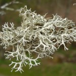 Pseudevernia consocians