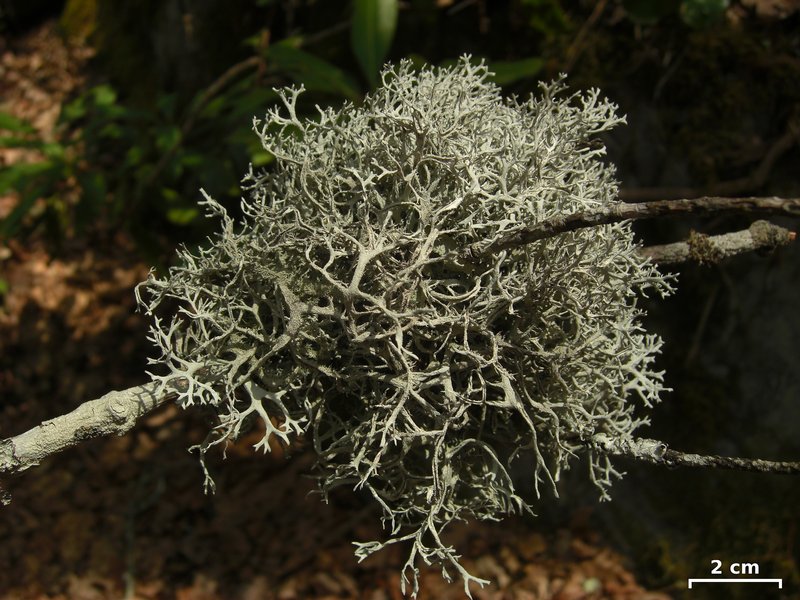Pseudevernia consocians