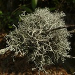 Pseudevernia consocians