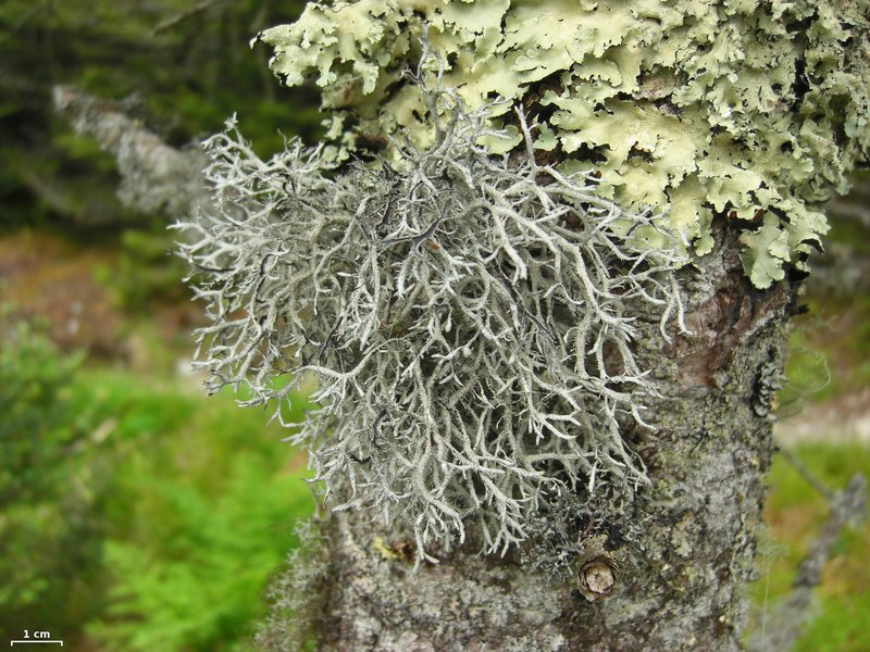 Pseudevernia consocians