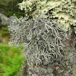 Pseudevernia consocians