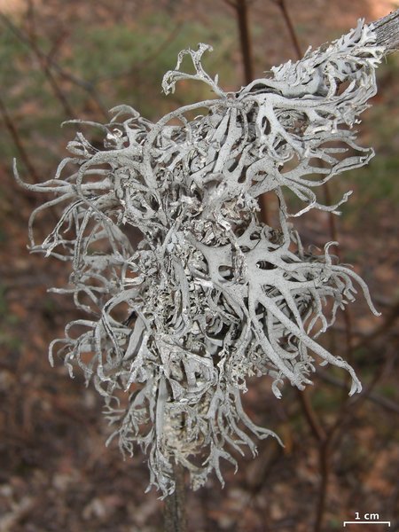 Pseudevernia intensa