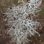 Pseudevernia intensa