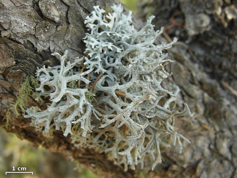 Pseudevernia intensa