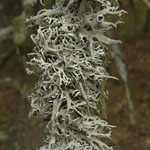Pseudevernia intensa
