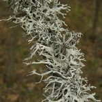 Pseudevernia intensa