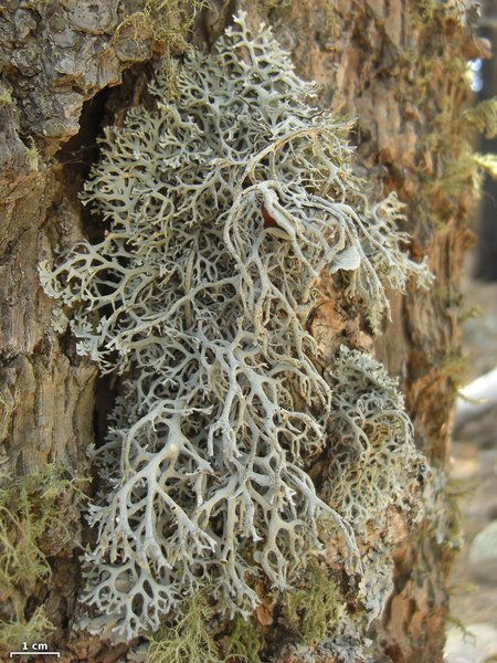 Pseudevernia intensa