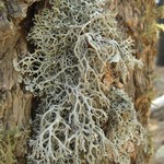 Pseudevernia intensa