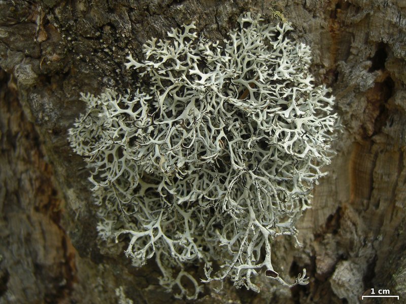 Pseudevernia intensa