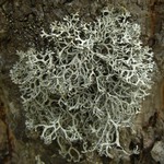 Pseudevernia intensa