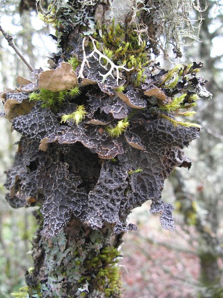 Lobaria anomala