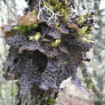 Lobaria anomala