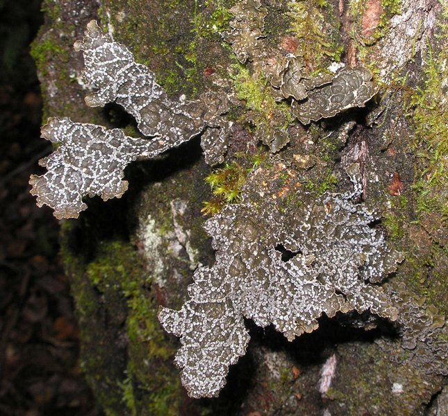 Lobaria anomala