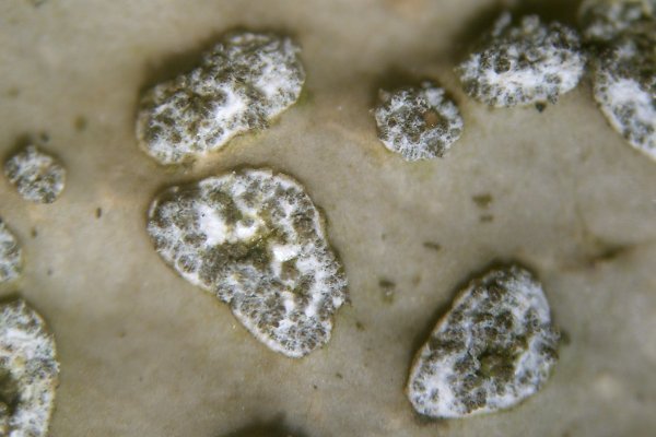 Lobaria anomala