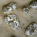 Lobaria anomala