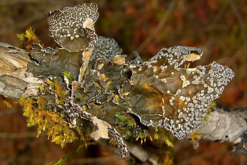 Lobaria anomala