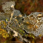 Lobaria anomala
