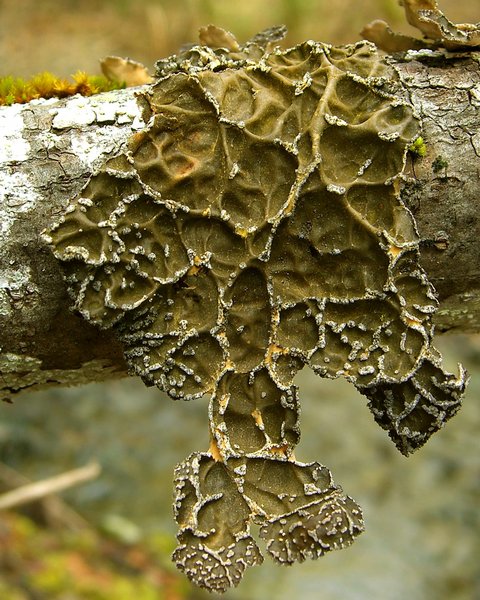 Lobaria anomala