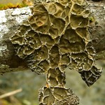 Lobaria anomala