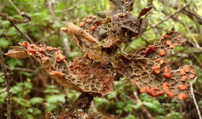 Lobaria anthraspis