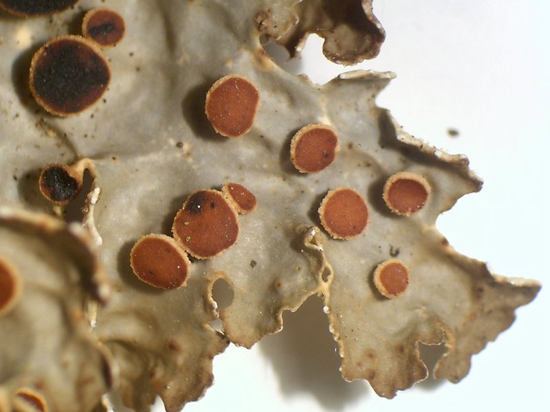 Lobaria anthraspis