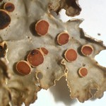 Lobaria anthraspis