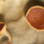 Lobaria anthraspis