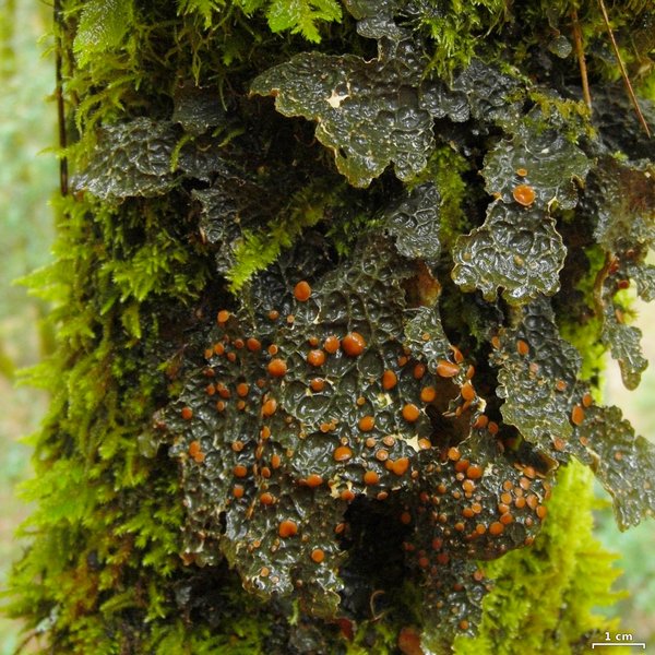 Lobaria anthraspis