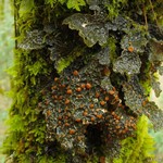 Lobaria anthraspis