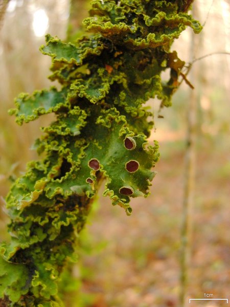 Crocodia aurata