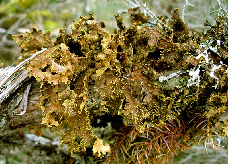 Pseudocyphellaria crocata