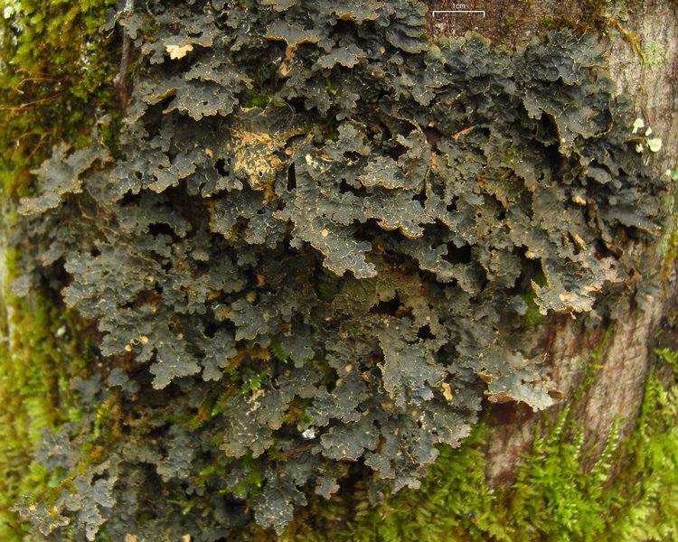Pseudocyphellaria crocata