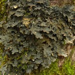 Pseudocyphellaria crocata