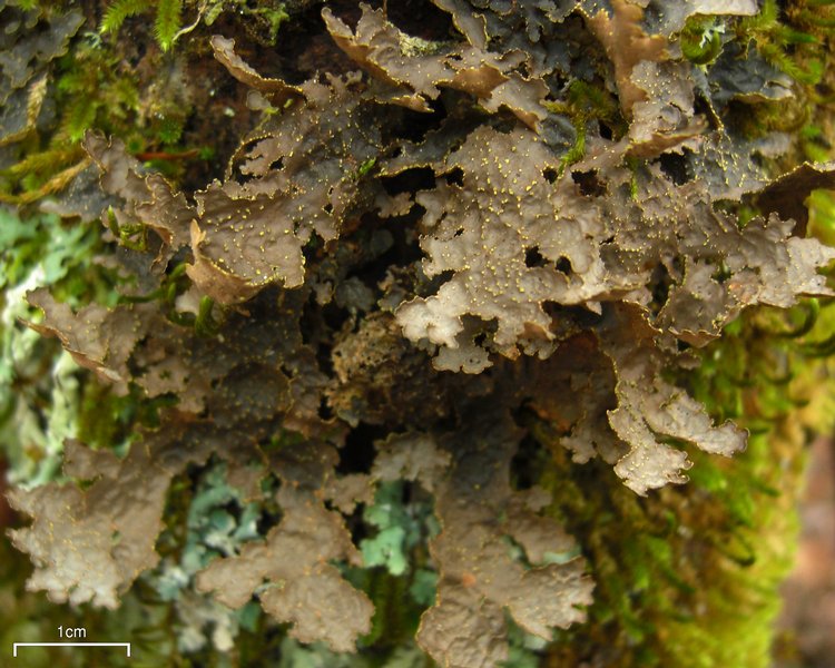 Pseudocyphellaria crocata