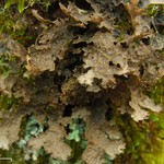 Pseudocyphellaria crocata