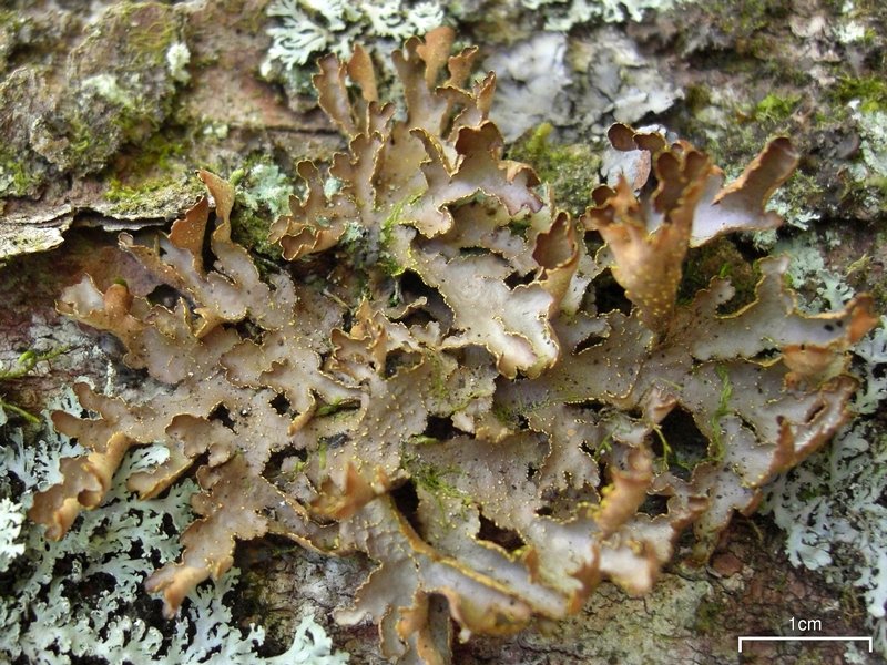 Pseudocyphellaria crocata