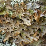 Pseudocyphellaria crocata