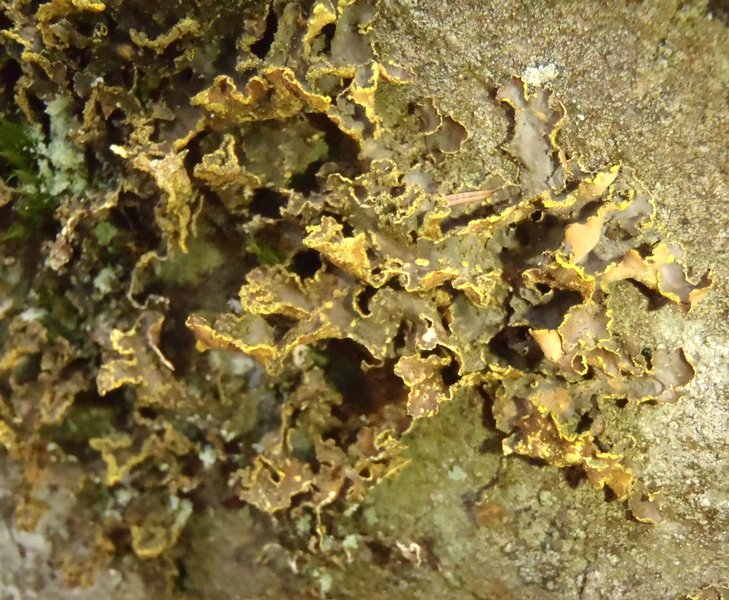 Pseudocyphellaria hawaiiensis
