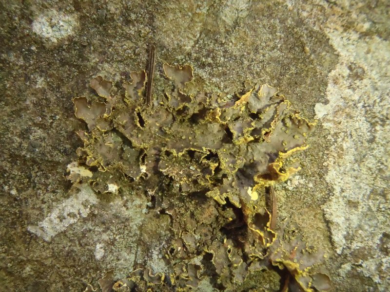 Pseudocyphellaria hawaiiensis